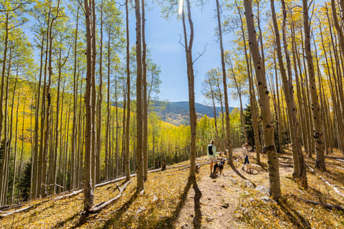 mother and daughter walking their dogs on autumn aspen nature trail
